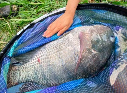 独家爆料罗非鱼博主视频,独家爆料背后的养殖秘诀